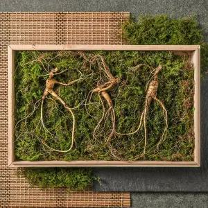 [자연두레]강원도 산이키운삼 15년근 진품 산양삼 3뿌리 세트 (효소, 담금주 증정)