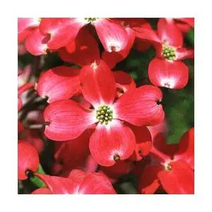 그루담다 미꽃산딸나무 체로키치프 묘목 120L 포트