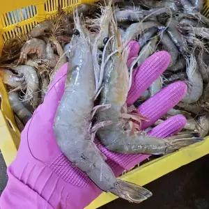 싱싱햇 국산 생물 자연산 대하 생새우 생대하 새우 1kg