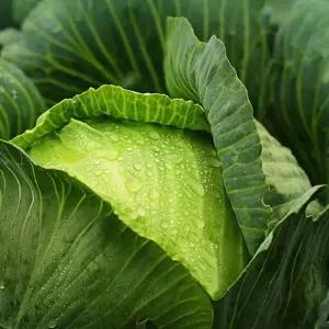 국내산 양배추 3kg내외 2통