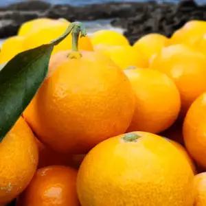 제주 서귀포 노지감귤 2kg 3kg 강제후숙 착색 왁스처리X