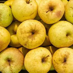 안동 시나노골드 사과 10kg내외 쥬스용/흠과/크기랜덤
