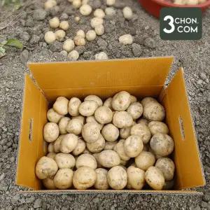 [삼촌밥먹자] 25년 수확 햇 수미감자(조림용) 3kg