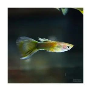 멀티 옐로구피 (1쌍)