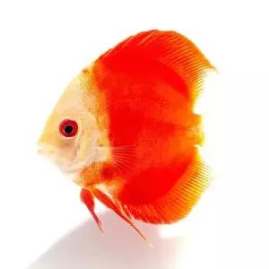 [주니멀열대어][디스커스] 레드멜론 디스커스 [ 2.8