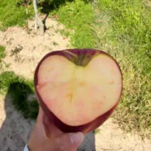 가정용 엔부사과 복숭아사과 5kg