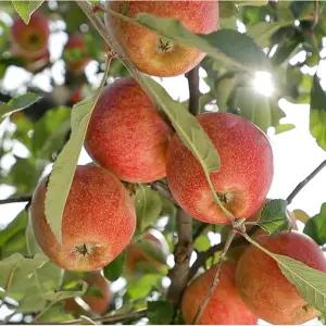 예산 고당도 엔비사과 2kg 3kg MB envy사과 특품 무착색제