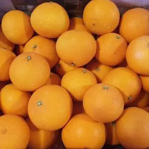 13브릭스 이상 제주도 고당도 황금향