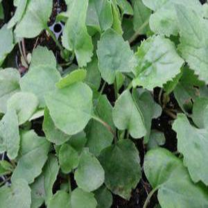 참취모종 10주(10개)/취나물모종/취모종