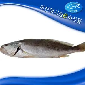 반건조 제수용조기 중대37cm 제사용조기 제수 반건조생선 제사용 말린생선