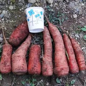 국내산 몬난이 당근 10kg