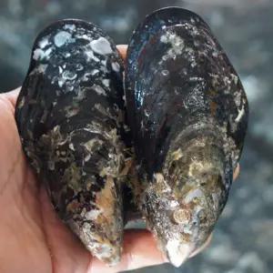 자연산홍합/大,1kg에평균6~7개/특대,담치,섭/