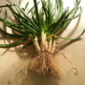 2년생 두메부추모종 20주 (20촉) / 두메부추종근 / 산부추모종