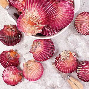 (바다수산) 통영 싱싱한 홍가리비1kg(1인분)25미내외