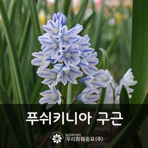 푸쉬키니아 구근 모음전 - 레바노티카, 레바노티카 알바