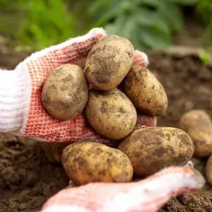 포근포근 감자 10kg 왕특