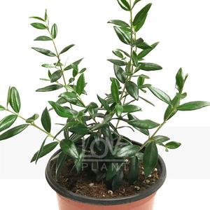 올리브나무 야생화 꽃 식물키우기 분재 나무 화분