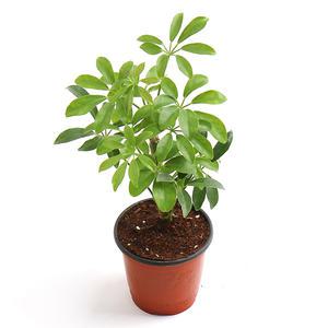 갑조네 홍콩야자 소품