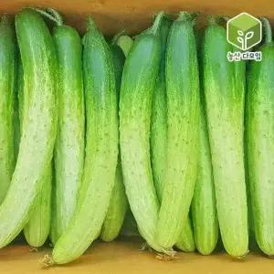 백다다기오이(특) 10kg