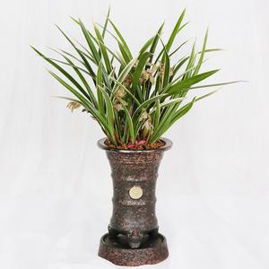 당일 꽃배달 승진 화분 개업 고귀한 선물 축하난 동양란 E547