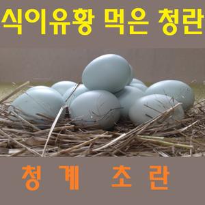 강원고성 자연방사 청란 (초란) 계란 청계란 유정란초란 청계알 (난각1번)