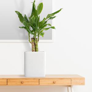 행운목 테이블화분(SH0044T) 실내공기정화식물 인테리어 거실 개업화분