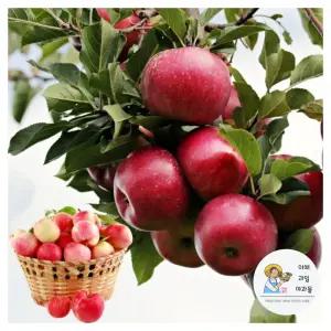 가정용 못생겨도 맛 좋은 영양만점 못난이 흠사과 (중 5kg)