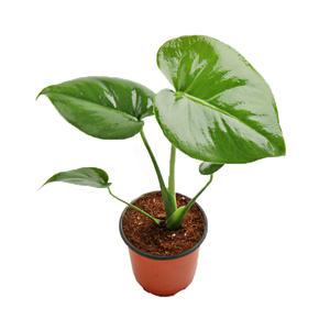 갑조네 몬스테라