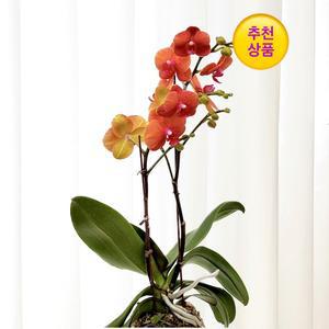 호접란 오렌지 단품 / 팔레놉시스 호접난 서양난 키우기 실내화분 개업축하화분 꽃선물