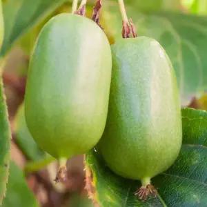 [같이가치농원]다래나무 묘목 왕다래 용성2호 4치장포트 묘목 결실 빠른 유실수 노지월동 정원과일나무