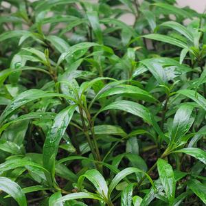 하이그로필라 라지 수상엽 10촉 수초 어항 수족관