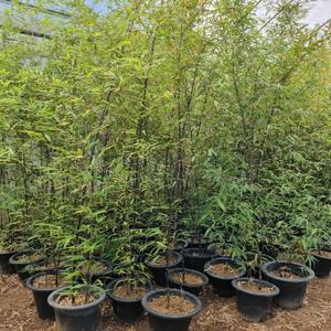 대나무 / 오죽 / 1.7~1.8m