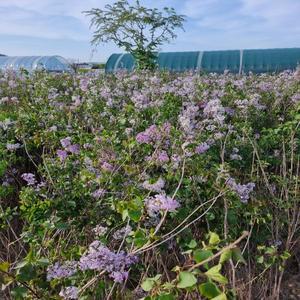 [나무생각]착한가격 나무생각 / 라일락 / 1.7~1.8m / 개화주