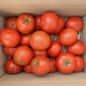 주스용 토마토 3kg 못난이 완숙 토마토