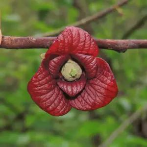 포포나무 (뽀뽀나무) 80cm전후 포포 실생 2년생나무 묘목 유실수 정원수 노지월동 가능 (목하원예조경)