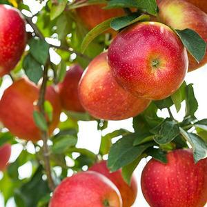 안동 스테비아 사과 흠과 5kg