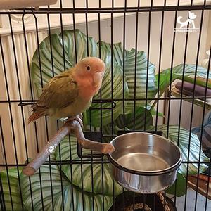 딩동펫 앵무새 새장 스텐 모이통