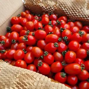 [당일수확발송] 대추방울토마토 2kg 소과 (4~5번과)