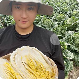 초록미소 해남 절임배추 90일 재배 24시간 저염 절임배추 20kg