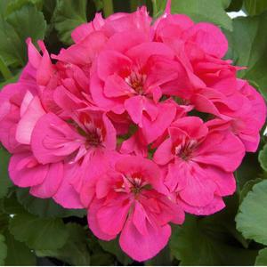 조날제라늄 썬라이즈 모나리자 (어린모종 8cm분)