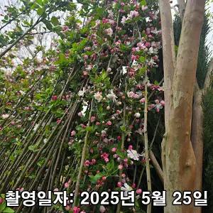 꽃사과(데코벨) / 3년생 / 개화주