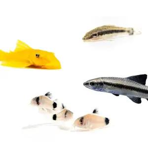 열대어 청소부[청소 물고기]코리도라스 안시 오토싱