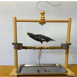 앵무새 놀이터 새장 장난감 입질 횟대 그네 횃대