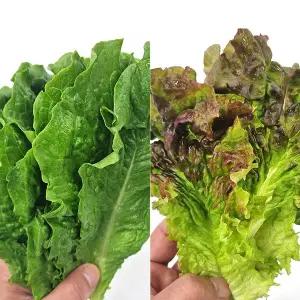 [사계절청년농부]농장 산지직송 싱싱한 꽃상추 로메인 반반 세트 600g