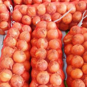 싱싱한 햇 양파 2kg