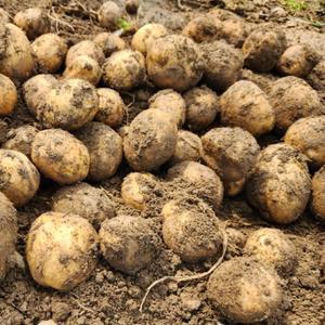 노지 햇 수미 감자 1kg