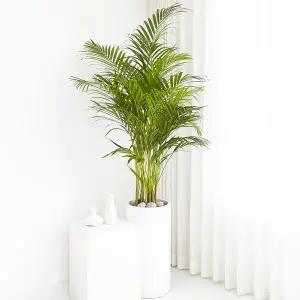 아레카야자 특대형 실내 인테리어 공기정화 화분 집들이 개업 선물 반려 식물 키우기
