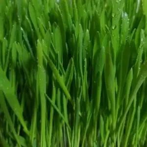 새싹 전용 보리 야채 채소 종자 씨앗 키우기/미니/텃밭용/텃밭/재배/재배용/종자씨/식물/종자용/키우는