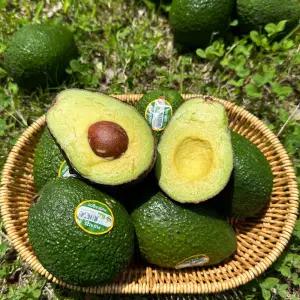 [맛꾼] 영양만점 슈퍼푸드 아보카도 대과 10과(개당 220g내외)