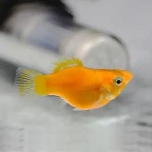 [M] 오렌지 풍선몰리 2마리